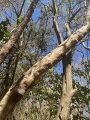 Coccoloba barbadensis