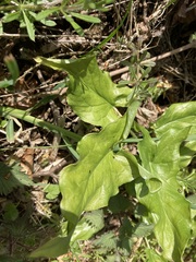 Arum maculatum