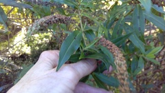 Veronica stricta stricta