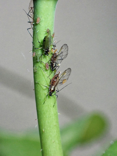Rose aphid