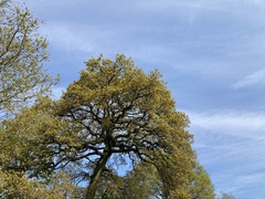 Quercus robur