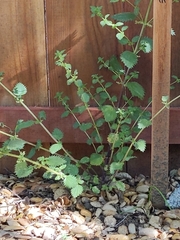 Hesperocnide tenella