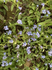 Myosotis sylvatica