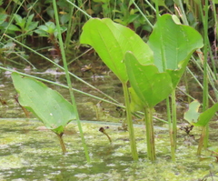 Echinodorus berteroi