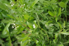 Capsella bursa-pastoris