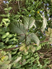 Rubus