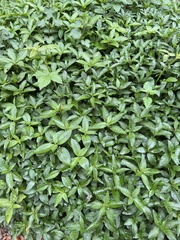 Mercurialis perennis