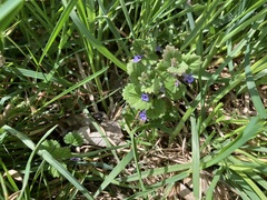 Glechoma hederacea