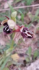 Ophrys cretica