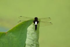 Pseudothemis zonata
