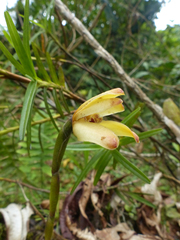 Maxillaria porrecta