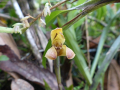 Maxillaria porrecta