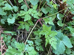 Geranium robertianum