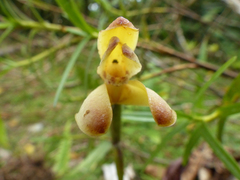 Maxillaria porrecta