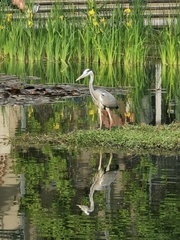 Ardea cinerea