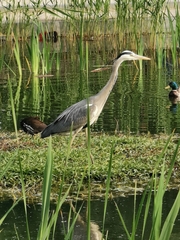 Ardea cinerea
