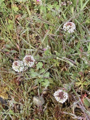 Lepidium heterophyllum
