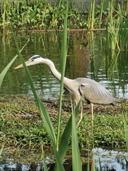 Ardea cinerea