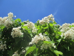 Catalpa bignonioides