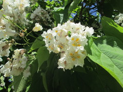 Catalpa bignonioides