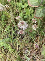 Lepidium heterophyllum