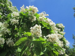 Catalpa bignonioides