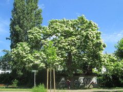 Catalpa bignonioides