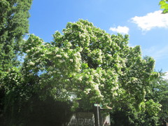 Catalpa bignonioides