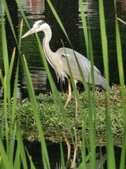 Ardea cinerea
