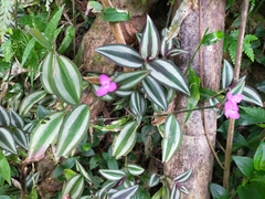 Tradescantia zebrina zebrina