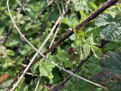Rubus
