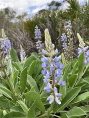 Lupinus cumulicola