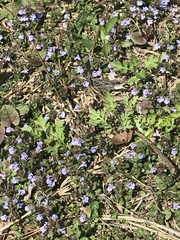Glechoma hederacea