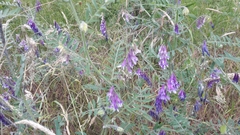 Vicia villosa villosa