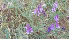 Vicia villosa villosa