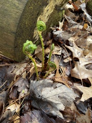 Dryopteris marginalis