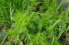 Tripleurospermum inodorum