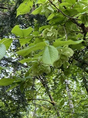 Ulmus glabra