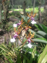 Miltonia clowesii
