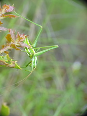 Odontura aspericauda