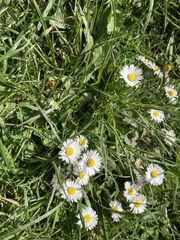 Bellis perennis