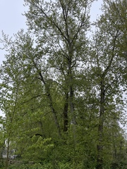 Populus trichocarpa