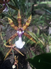 Miltonia clowesii