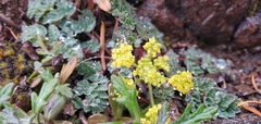 Lomatium martindalei