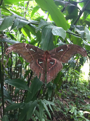 Attacus caesar