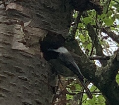 Poecile atricapillus