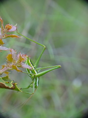 Odontura aspericauda