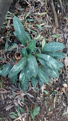 Stenorrhynchos albidomaculatum