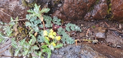 Lomatium martindalei