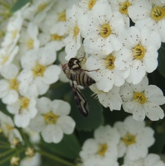 Otites lamed